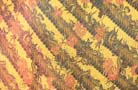 african-kanga9716v74full